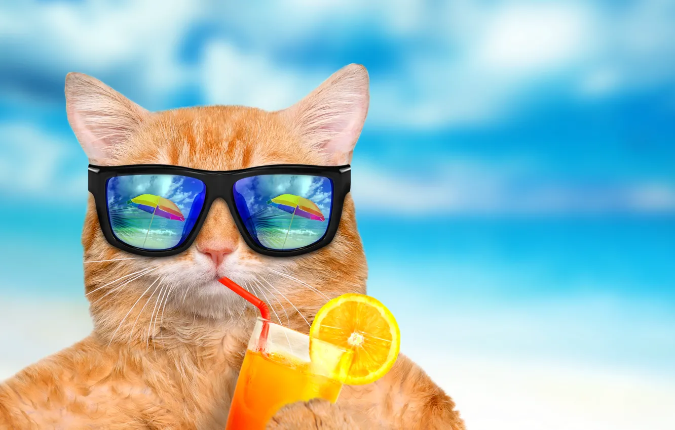 Фото обои море, кот, отражение, синева, фон, апельсин, юмор, зонт