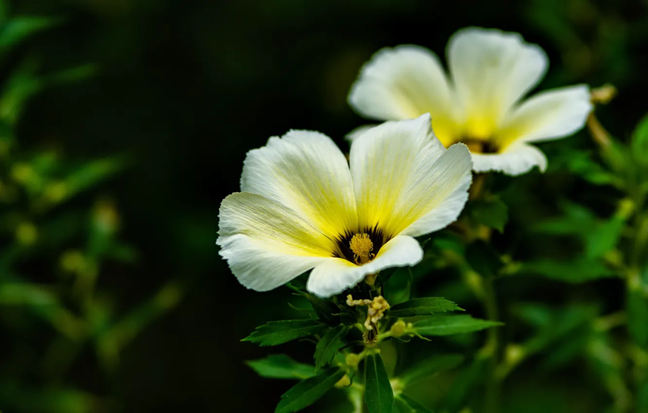 Фото обои растение, цветки, тёрнера ильмолистная