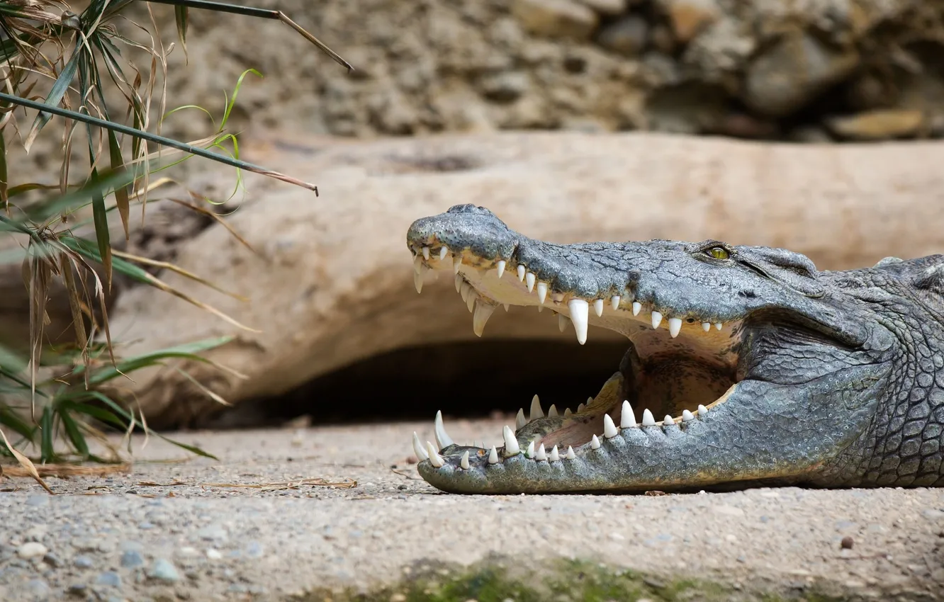 Фото обои челюсти, хищник, зубы, крокодил, рептилия