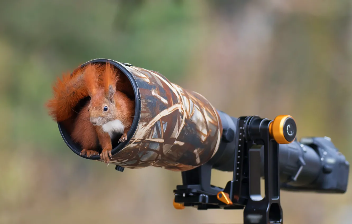 Фото обои фон, камера, белка