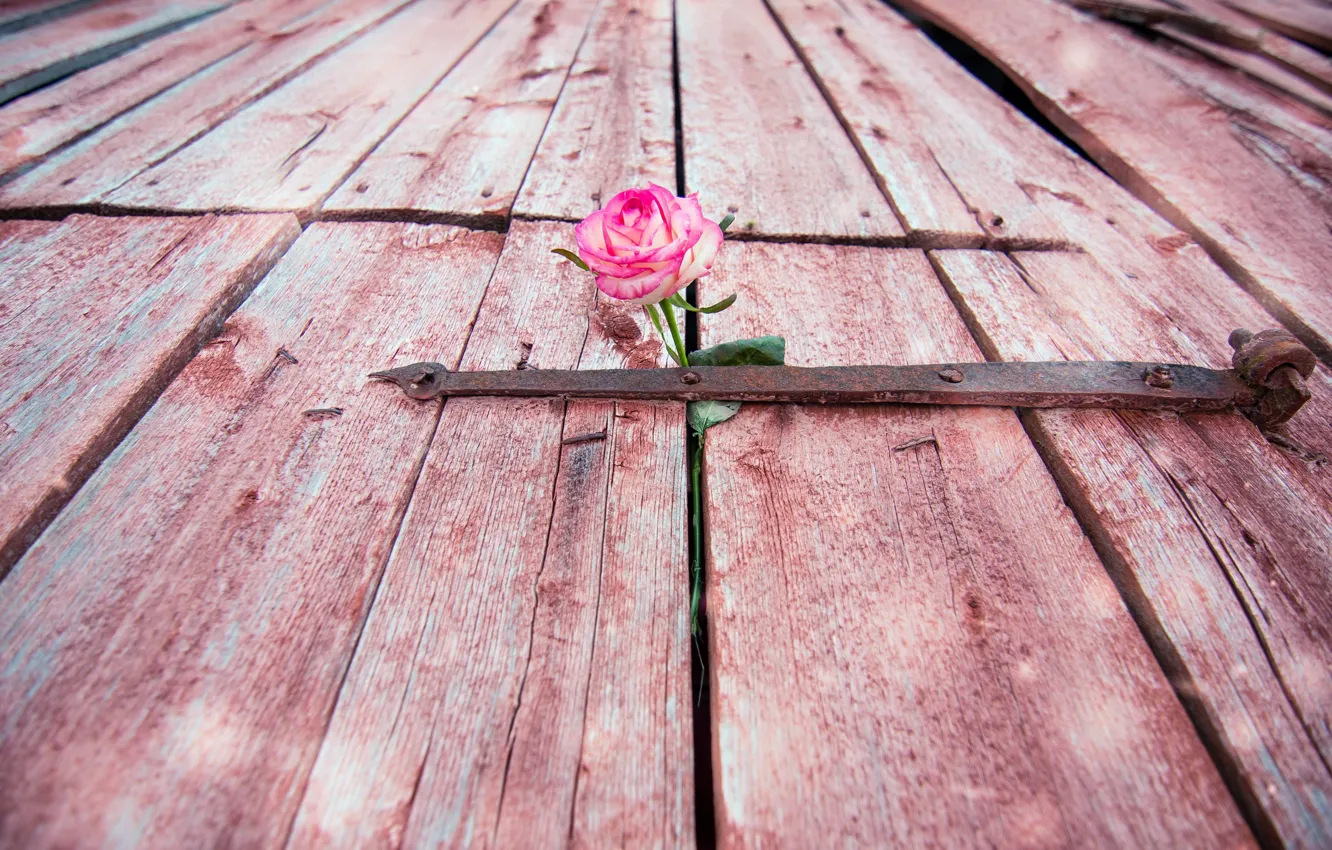 Фото обои цветок, роза, дверь