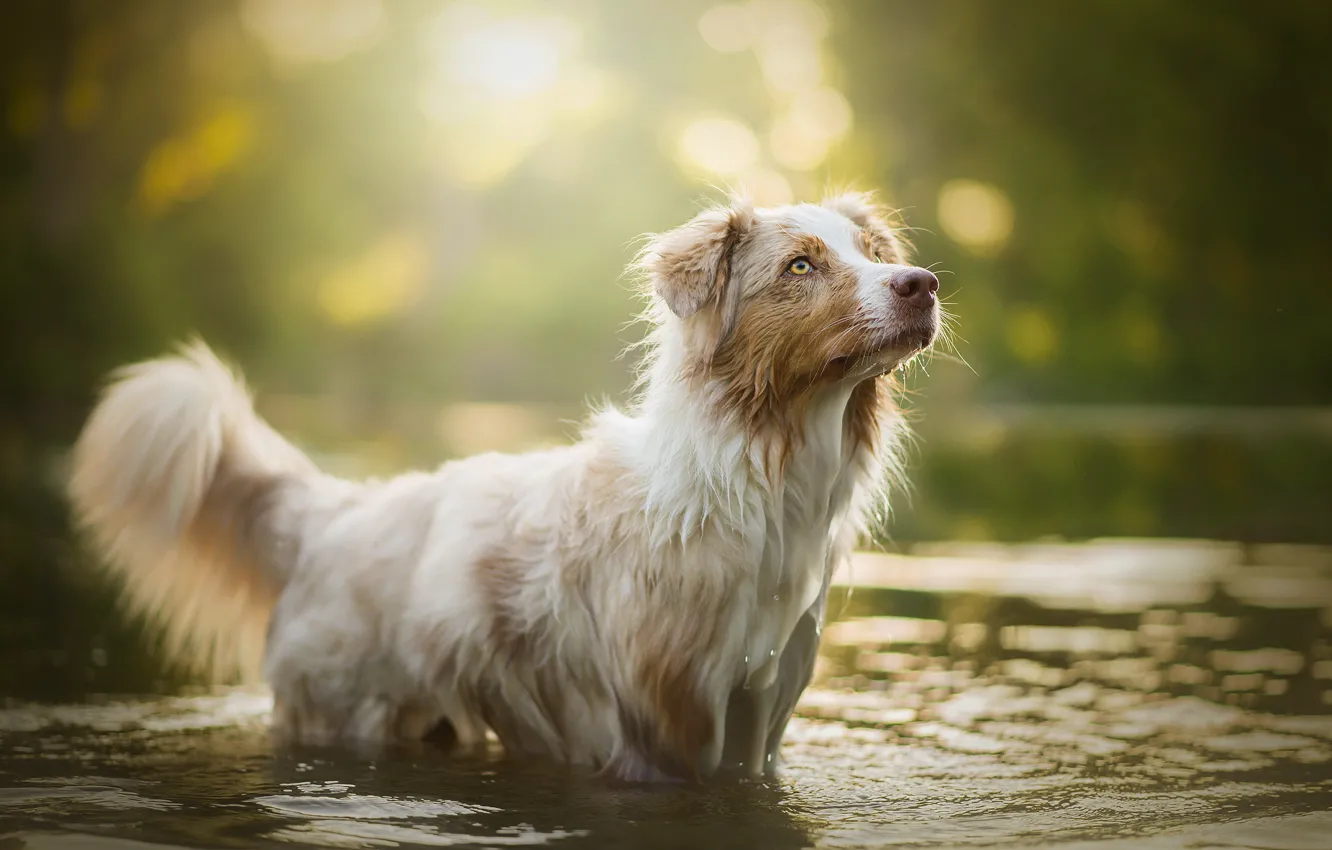 Фото обои вода, блики, собака, боке, Ellie