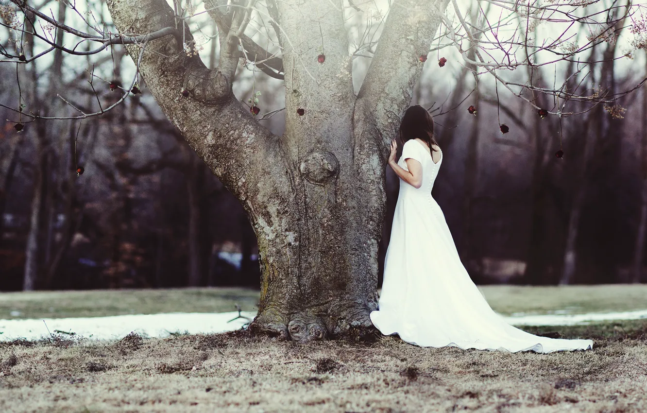 Фото обои girl, tree, roses, wedding dress