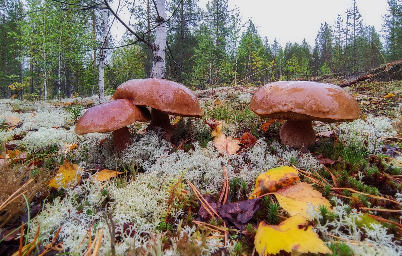 Фото обои осень, лес, листва, грибы