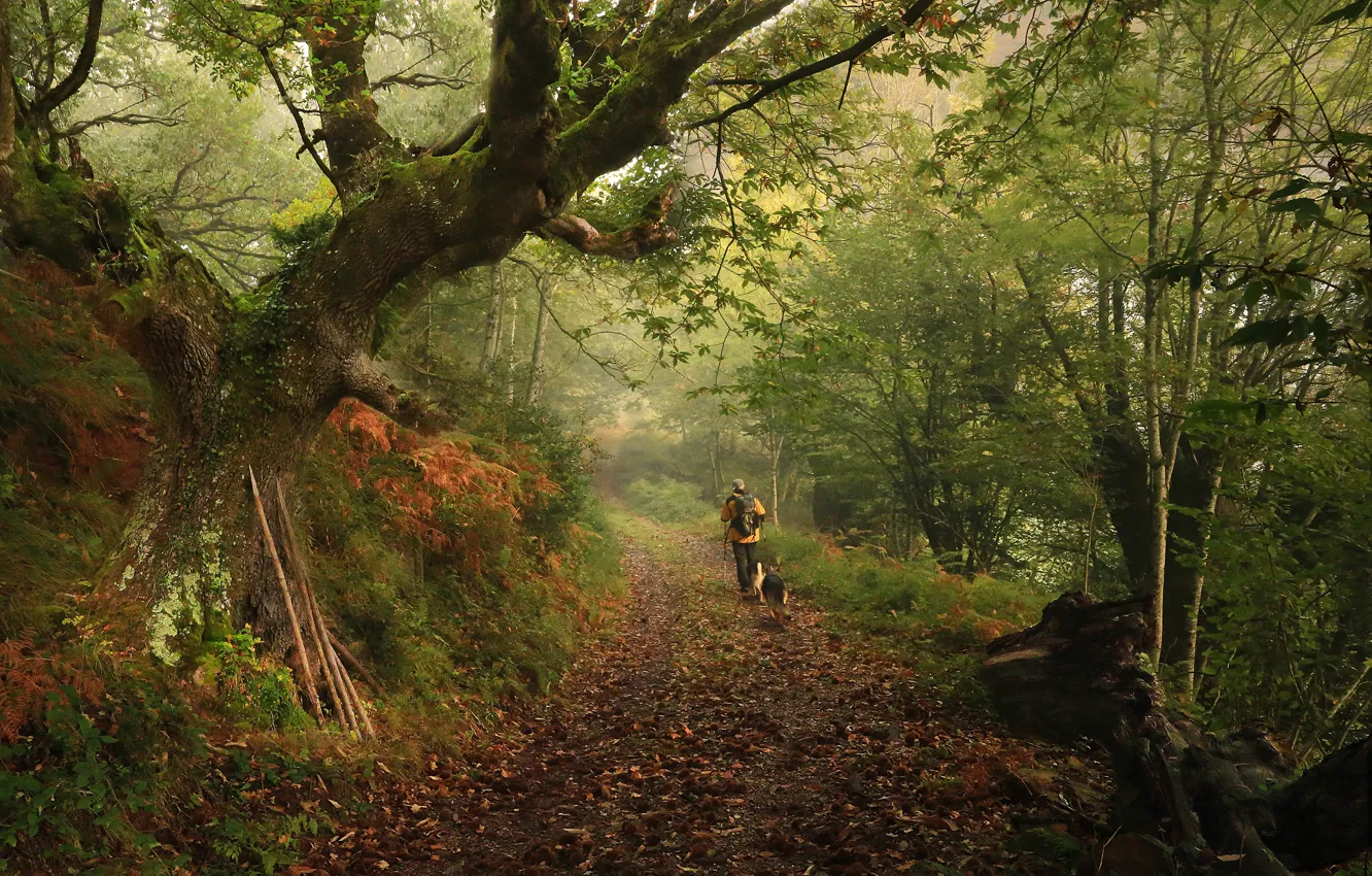 Фото обои лес, собаки, деревья, ветки, природа, туман, человек