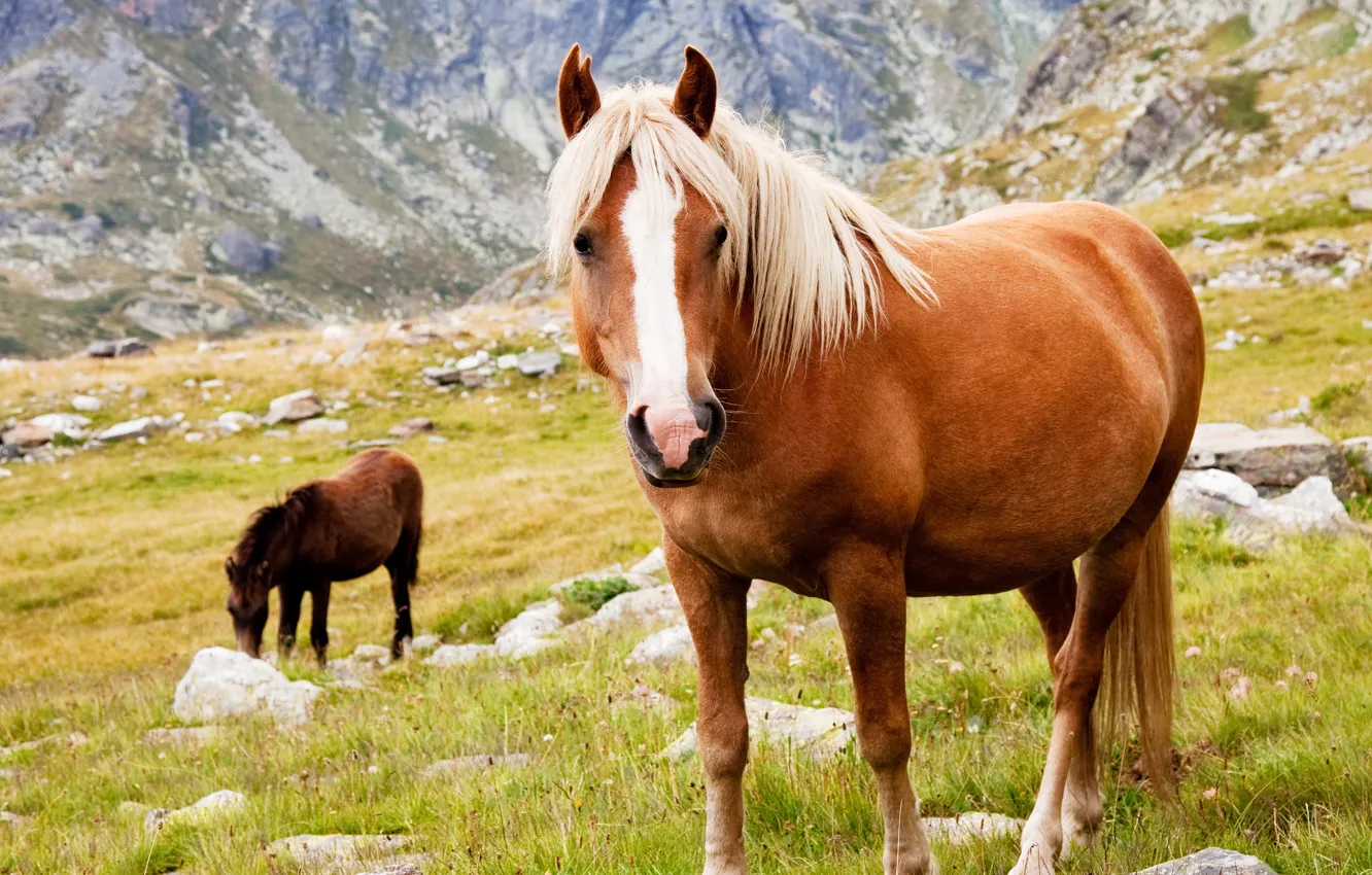 Фото обои животные, трава, горы, камни, кони, лошади, обои от lolita777, пасутся