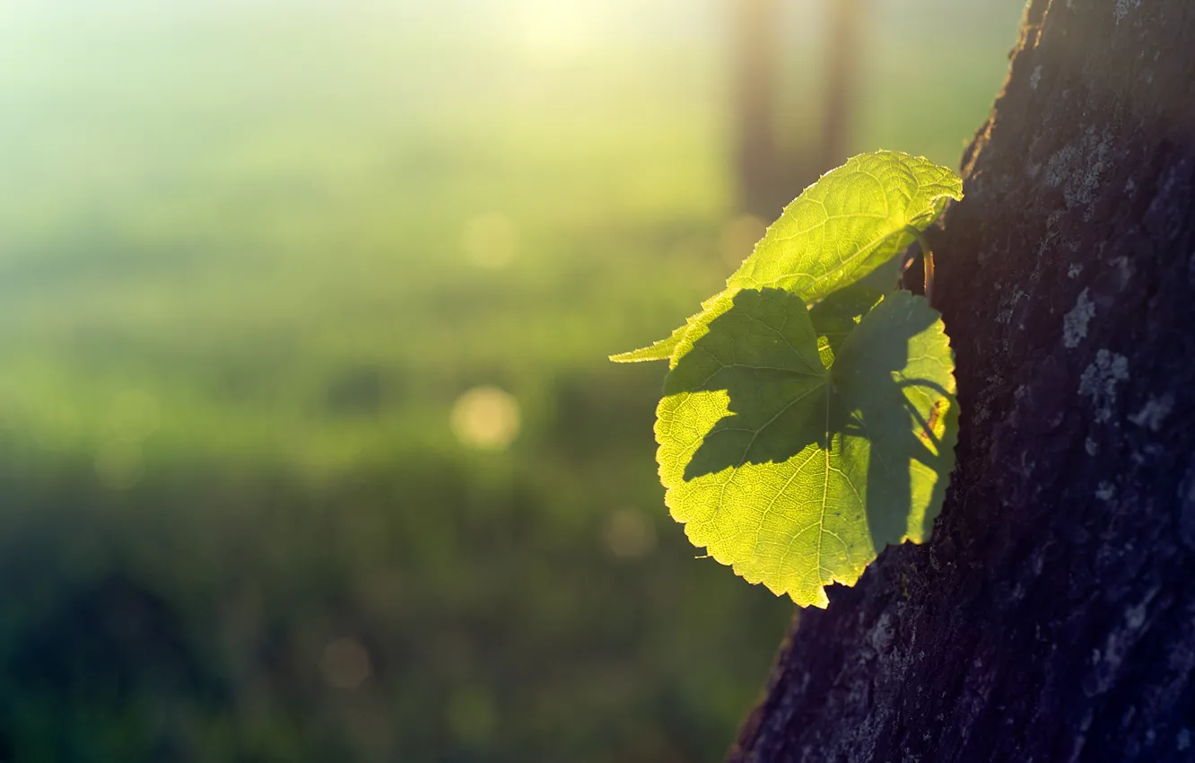 Фото обои листья, солнце, свет, природа, дерево, росток, кора, поросль