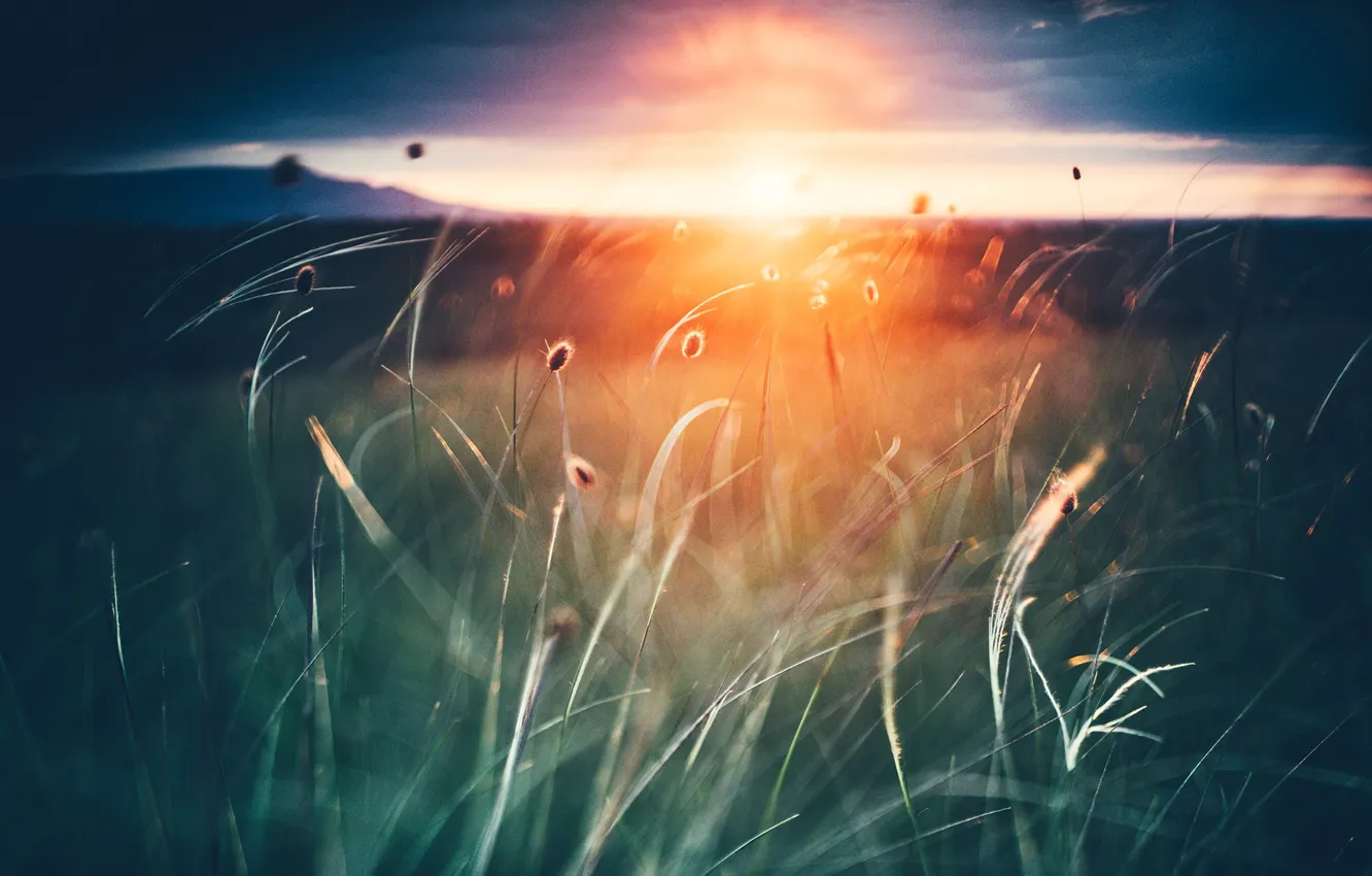 Фото обои трава, солнце, закат, природа, Крым