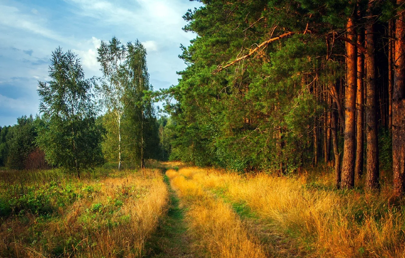 Фото обои дорога, лес, небо, облака, деревья, пейзаж, природа, растения