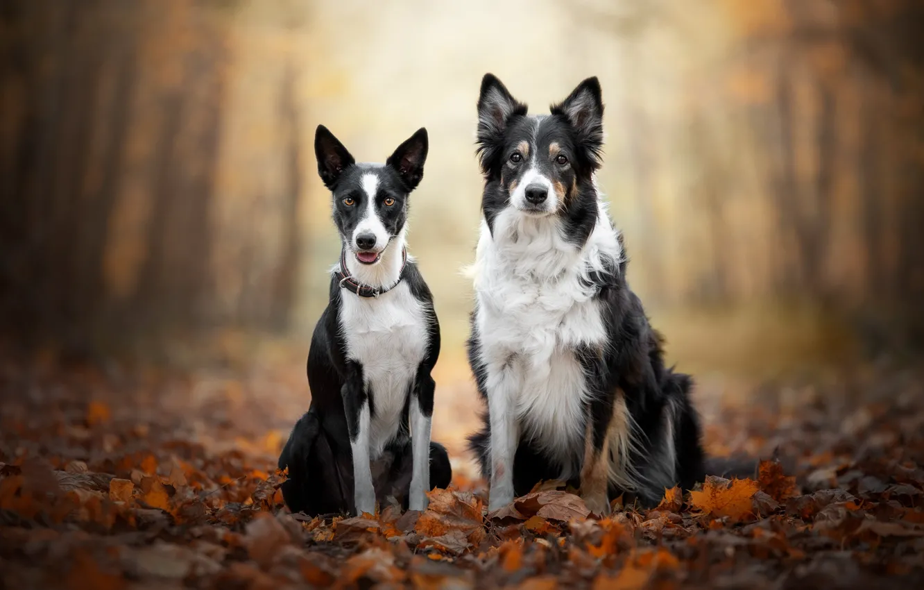 Фото обои осень, собаки, взгляд, деревья, парк, вместе, листва, пара