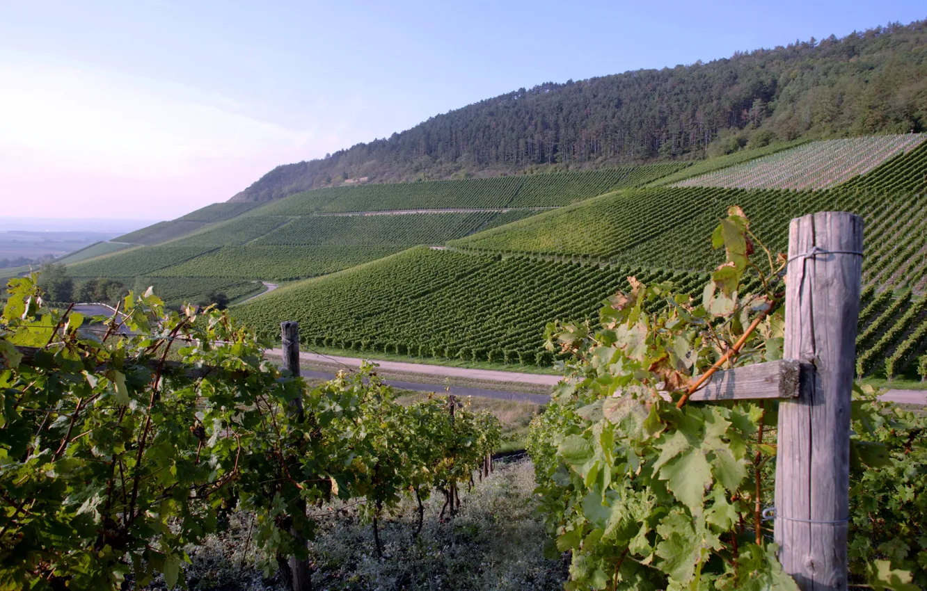 Фото обои вино, Виноград, плантации