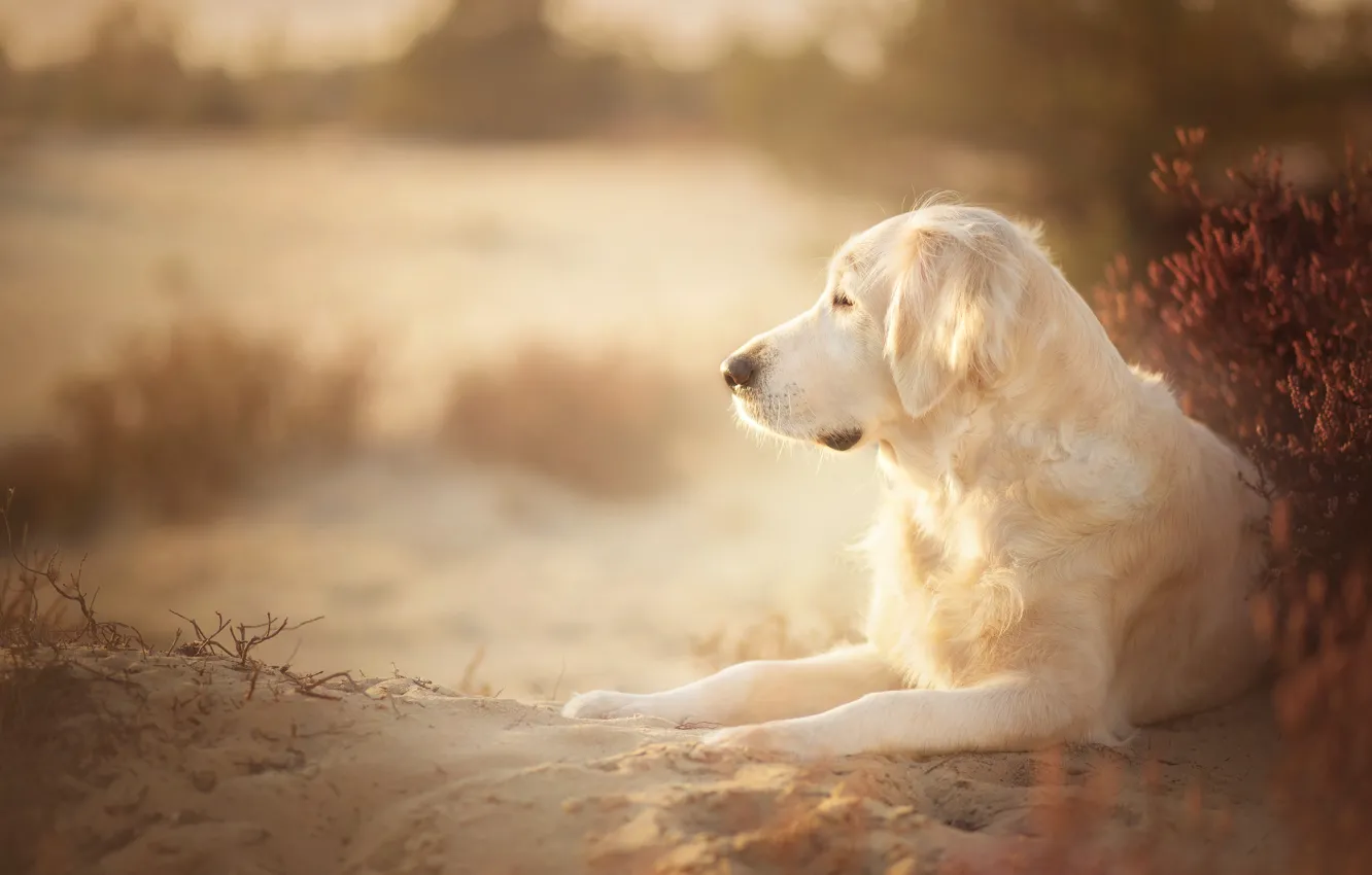 Фото обои песок, собака, золотистый ретривер, голден ретривер