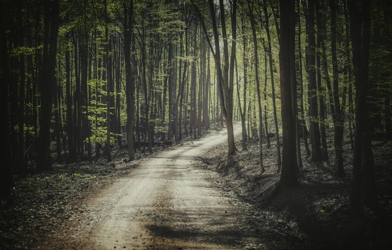 Фото обои дорога, лес, свет, деревья