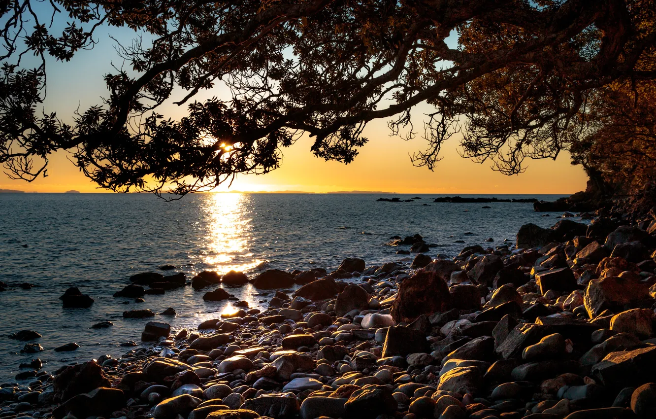 Фото обои море, закат, ветки, камни, дерево, побережье, бухта, Новая Зеландия
