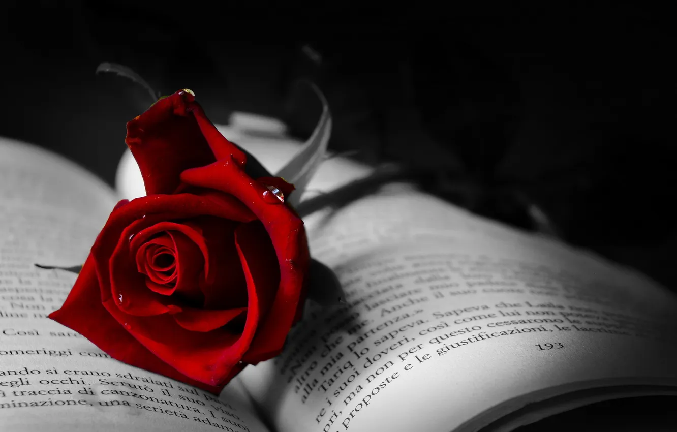 Фото обои макро, роза, книга