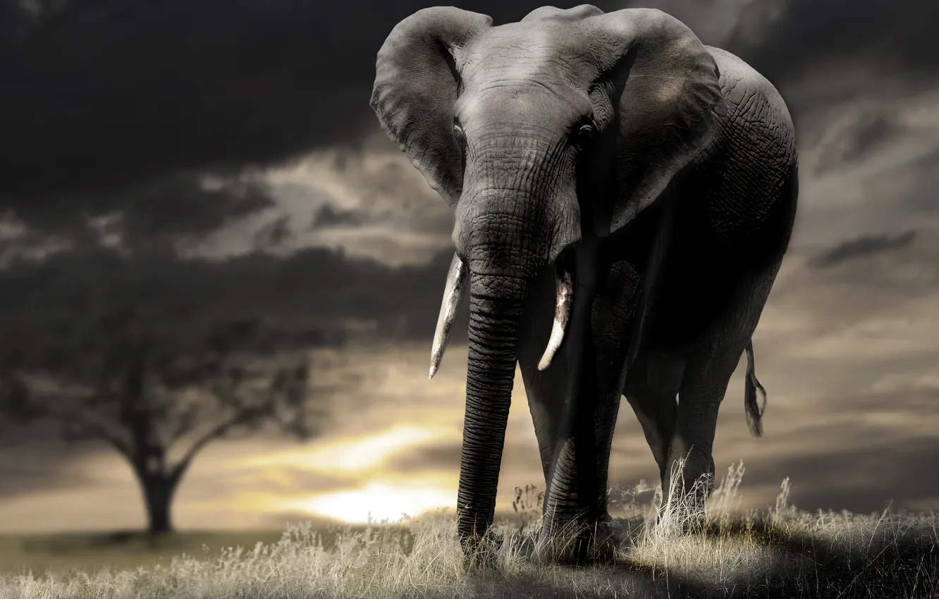 Фото обои закат, природа, слон
