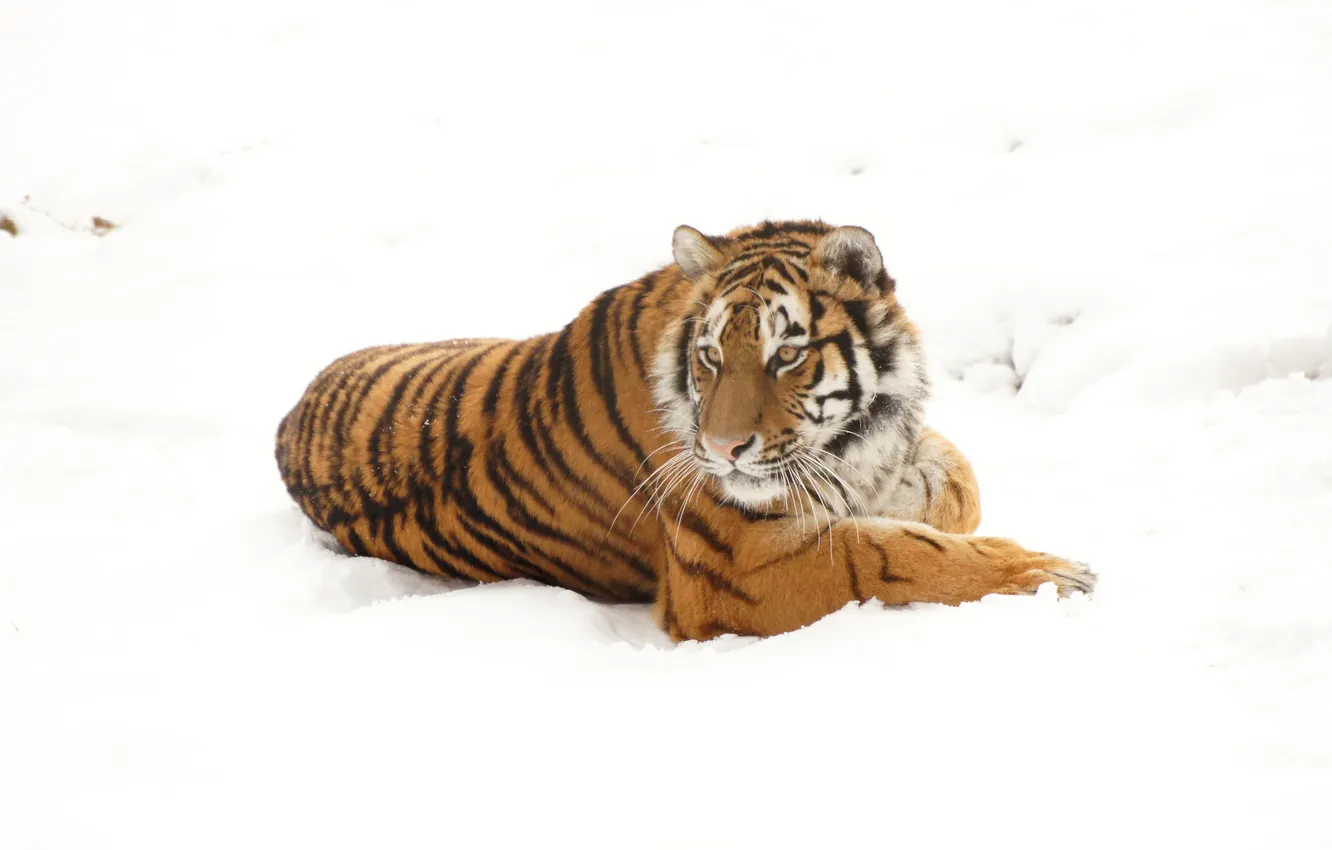 Фото обои зима, снег, тигр