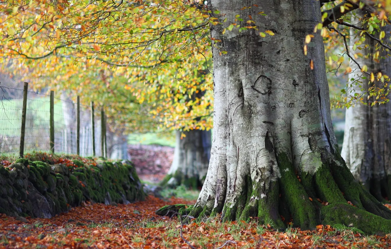 Фото обои листья, деревья, природа