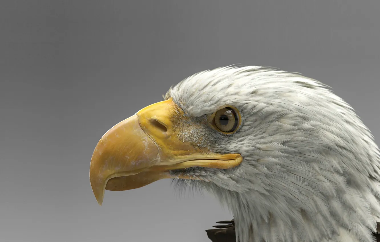 Фото обои птица, хищник, арт, белоголовый орлан, Dmytro Teslenko, Eagle model