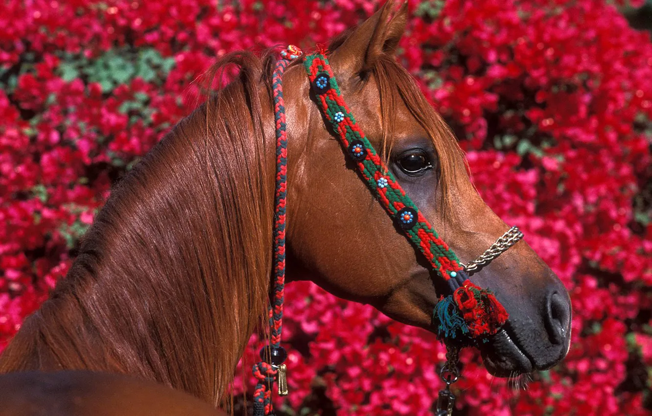 Фото обои цветы, красный, конь, листва, лошадь