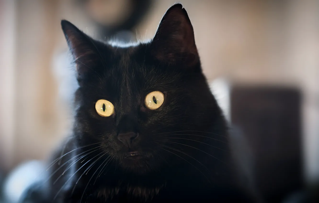 Фото обои глаза, кот, черный