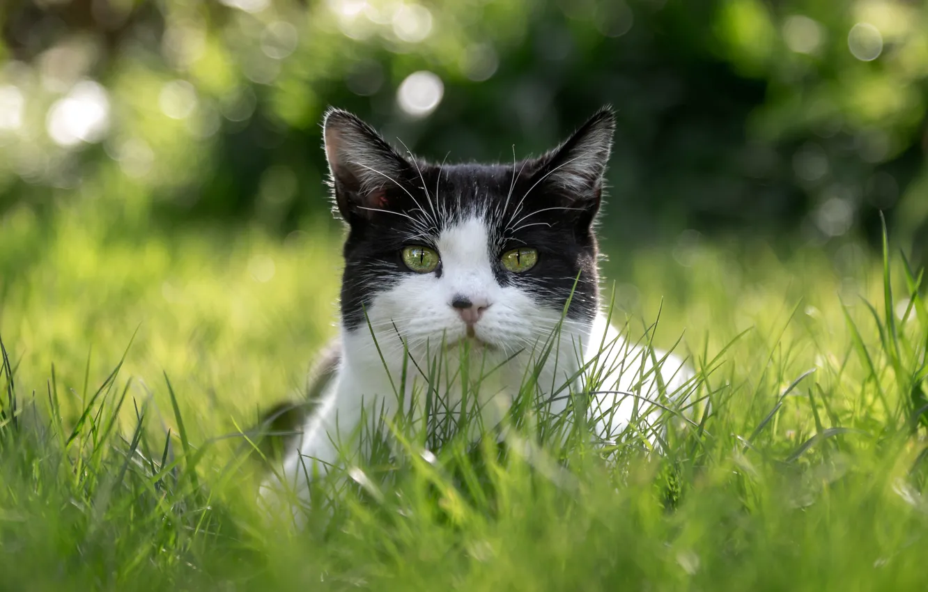 Фото обои зелень, кошка, лето, трава, кот, взгляд, морда, портрет