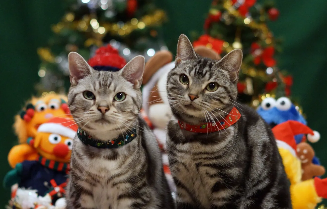 Фото обои праздник, коты, рождество, пара