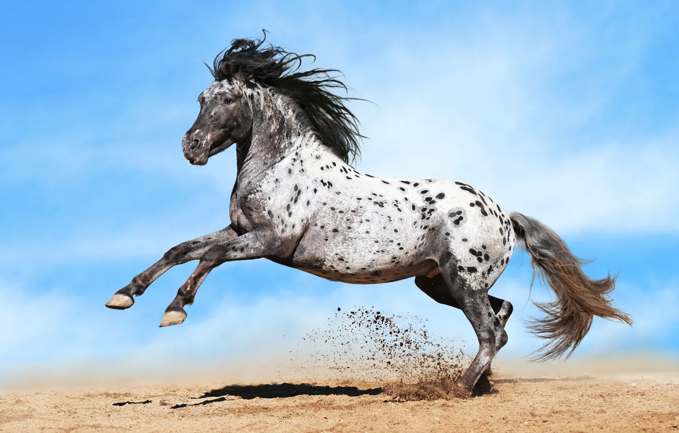 Фото обои песок, конь, лошадь, пыль