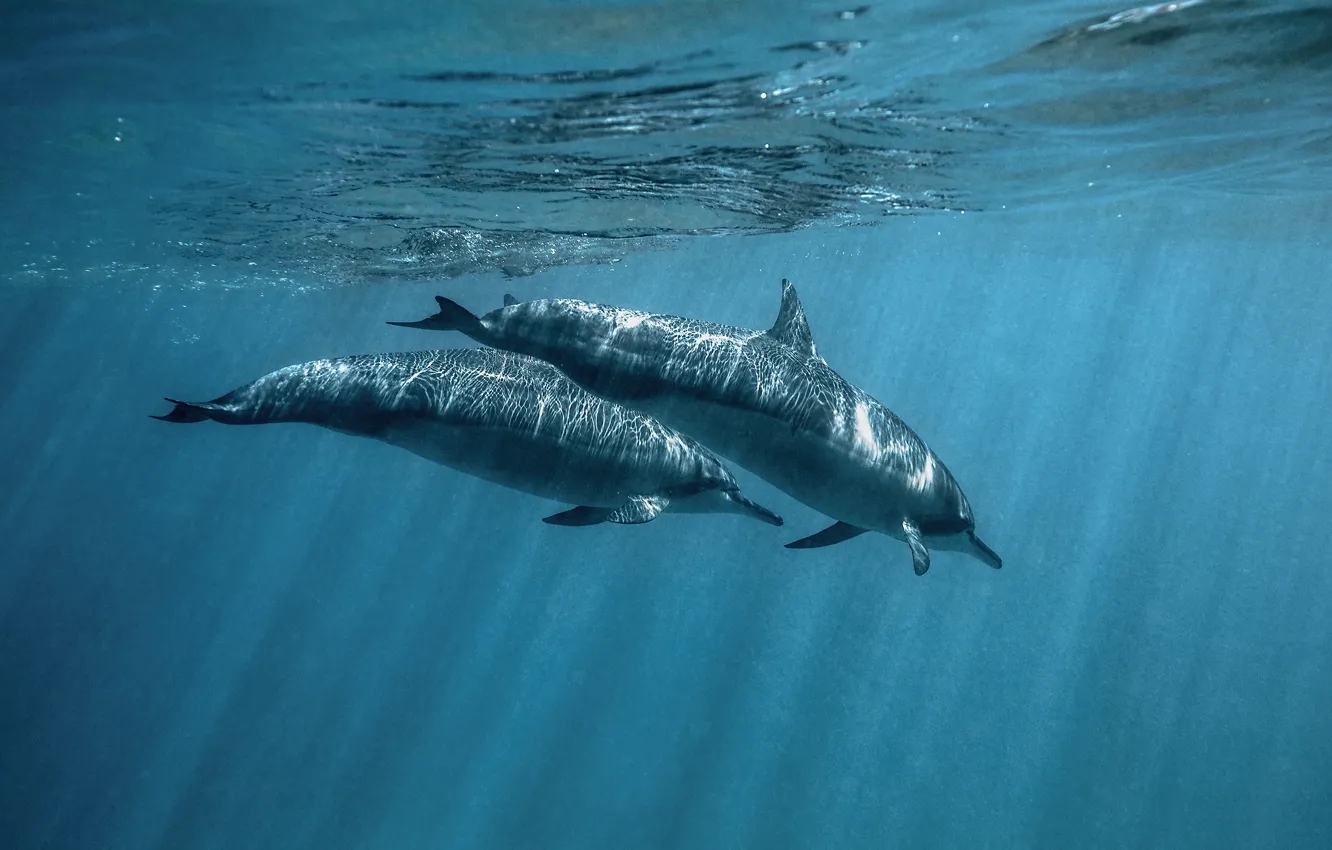 Фото обои море, вода, свет, блики, пара, дельфины, подводный мир, два