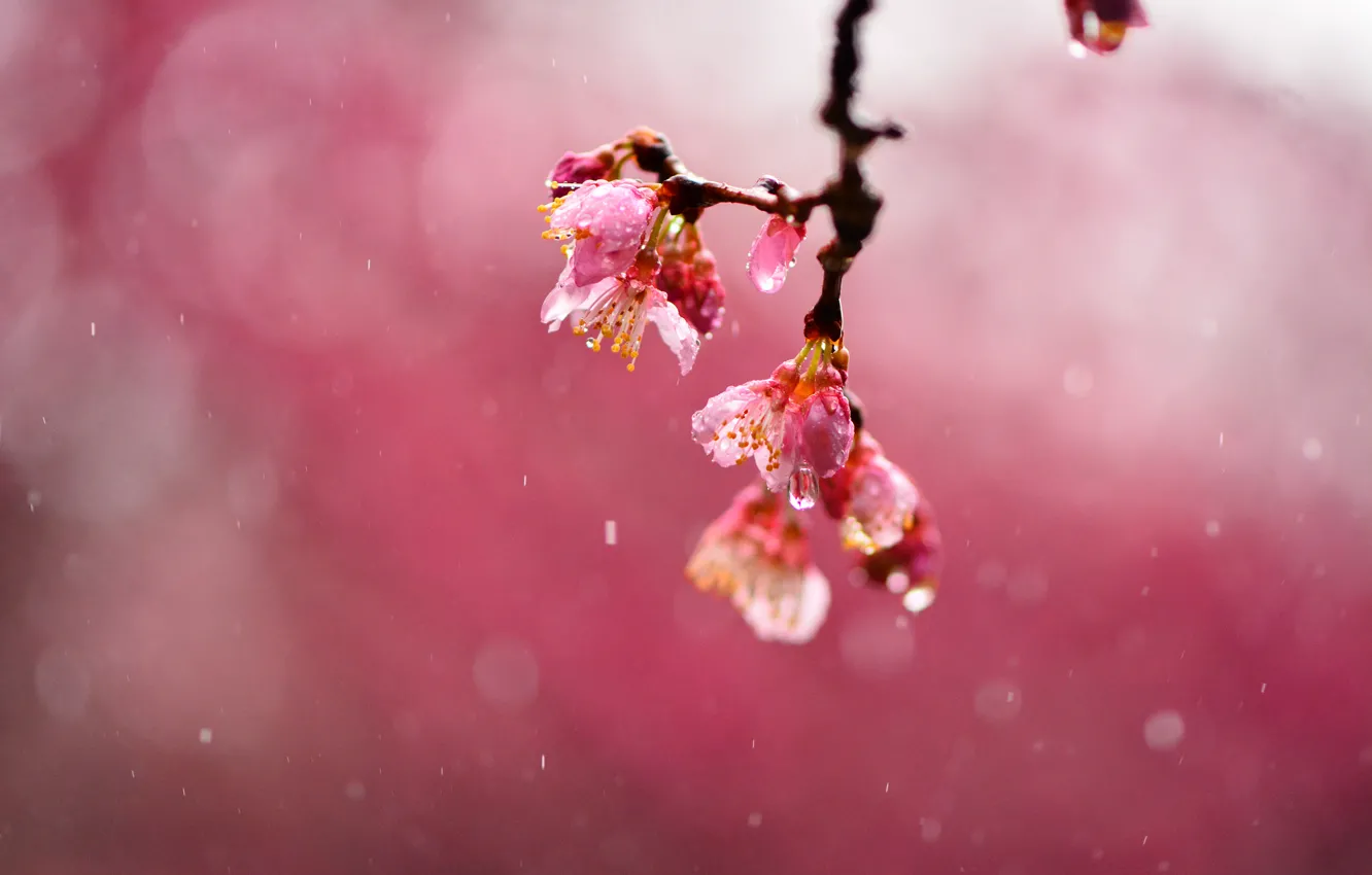 Фото обои капли, макро, цветы, вишня, дождь, фокус, ветка, размытость