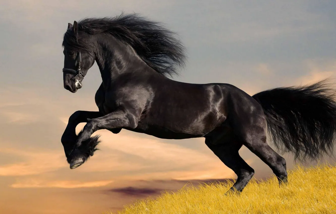 Фото обои black, animals, horse