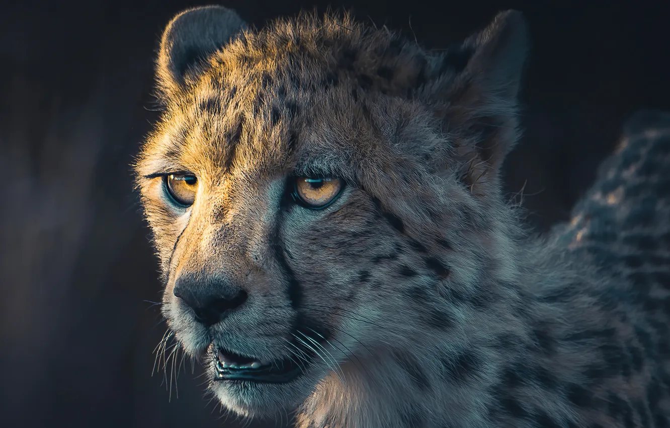 Фото обои predator, big cat, cheetah-portrait