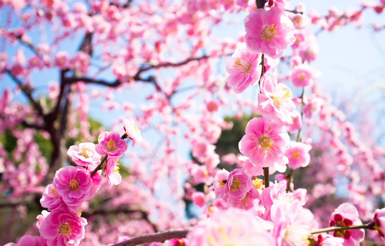 Фото обои макро, свет, цветы, ветки, природа, дерево, весна, розовые