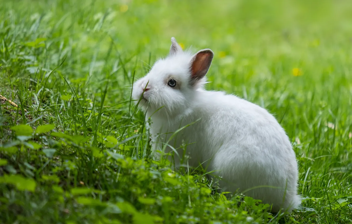 Фото обои трава, кролик, мордочка, ушки