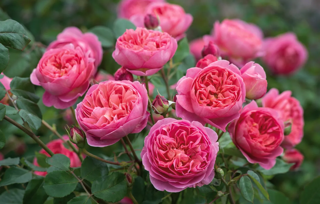 Фото обои розовый, куст, розы, остинки