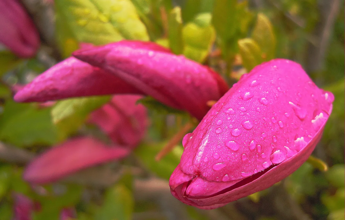 Фото обои капли, розовая, pink, drops, магнолия, Magnolia