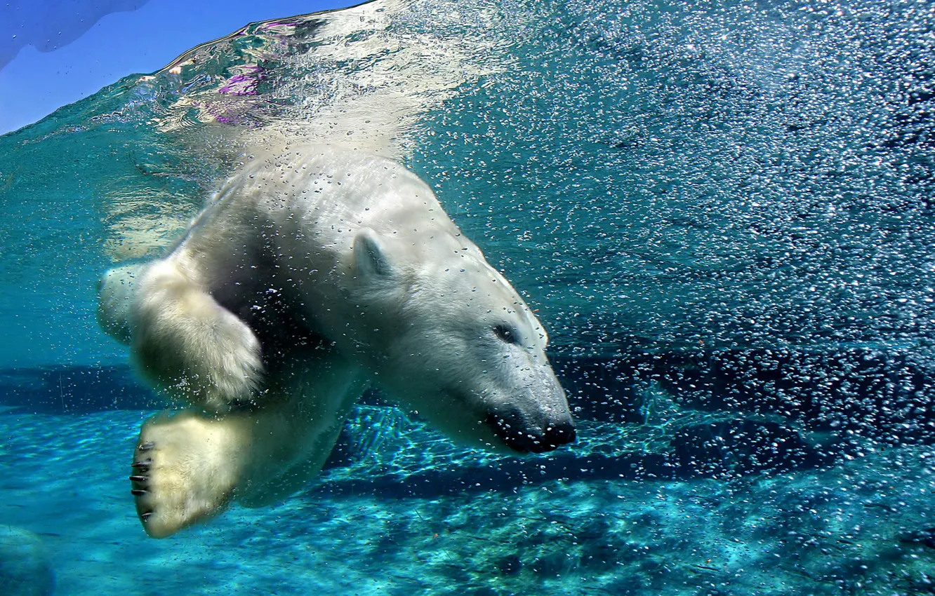 Фото обои медведь, арктика, под водой