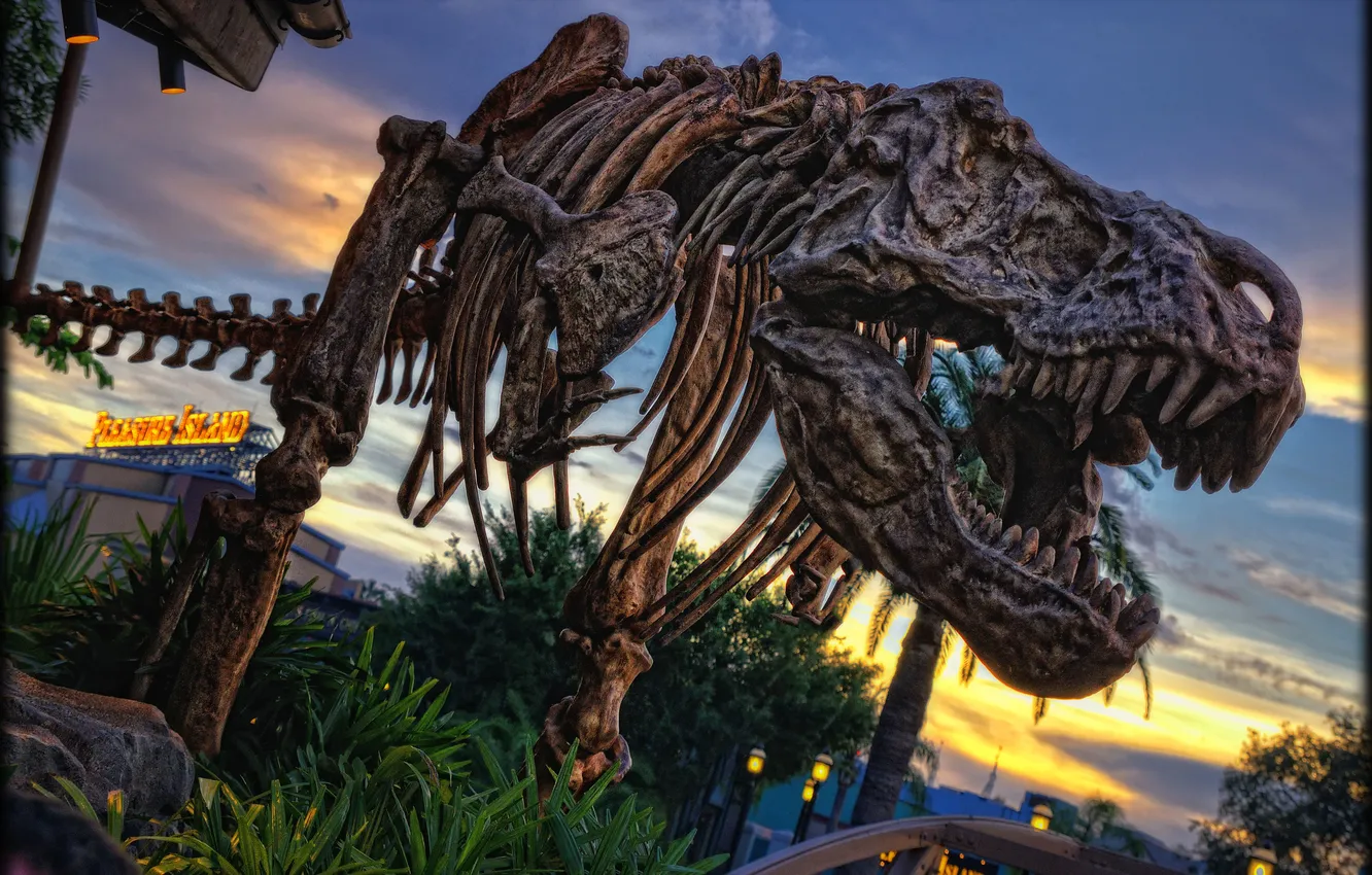 Фото обои динозавр, кости, скелет, photo, photographer, Disneyland, рекс, парк развлечений