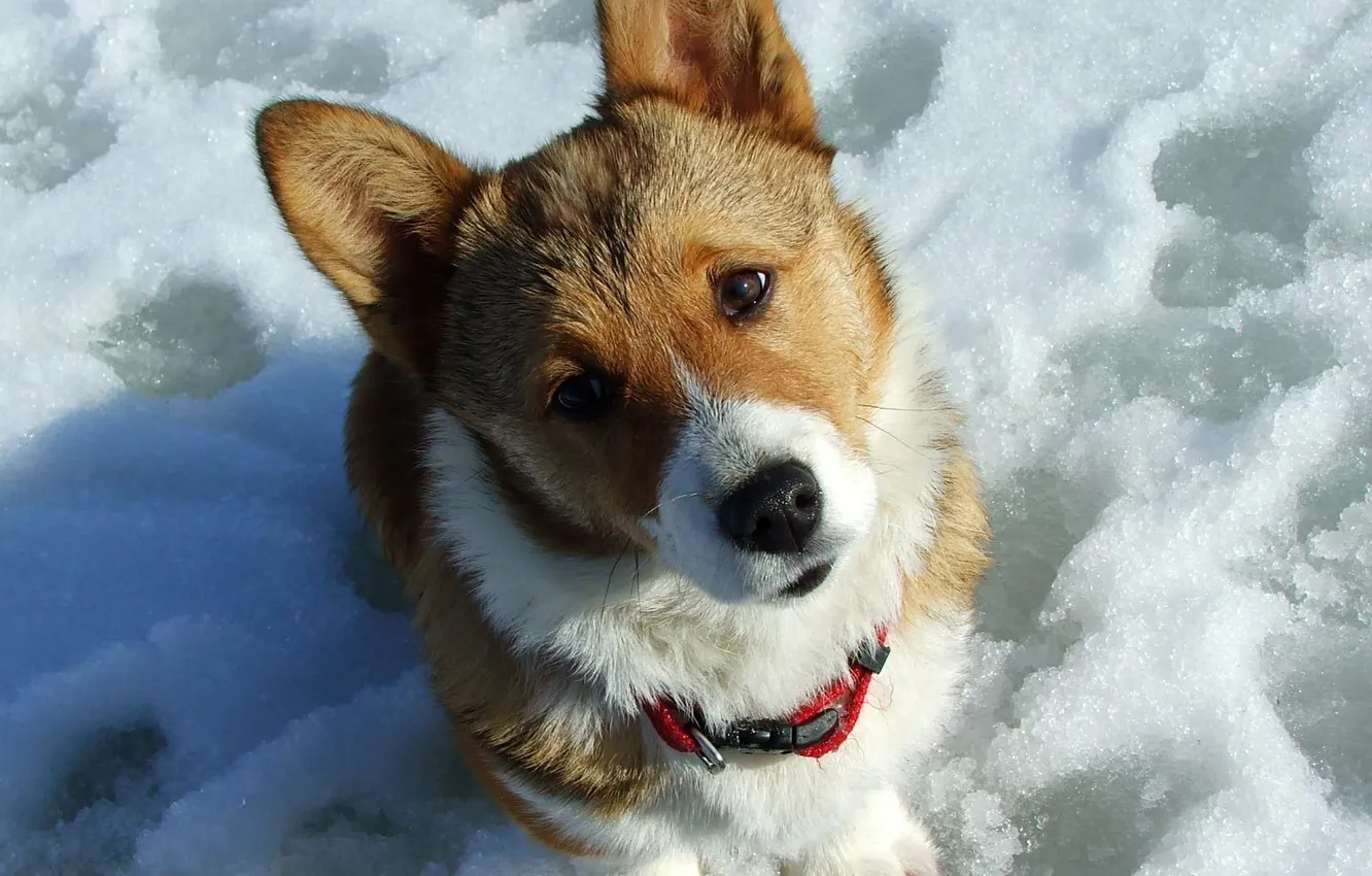 Фото обои снег, собака, забавная