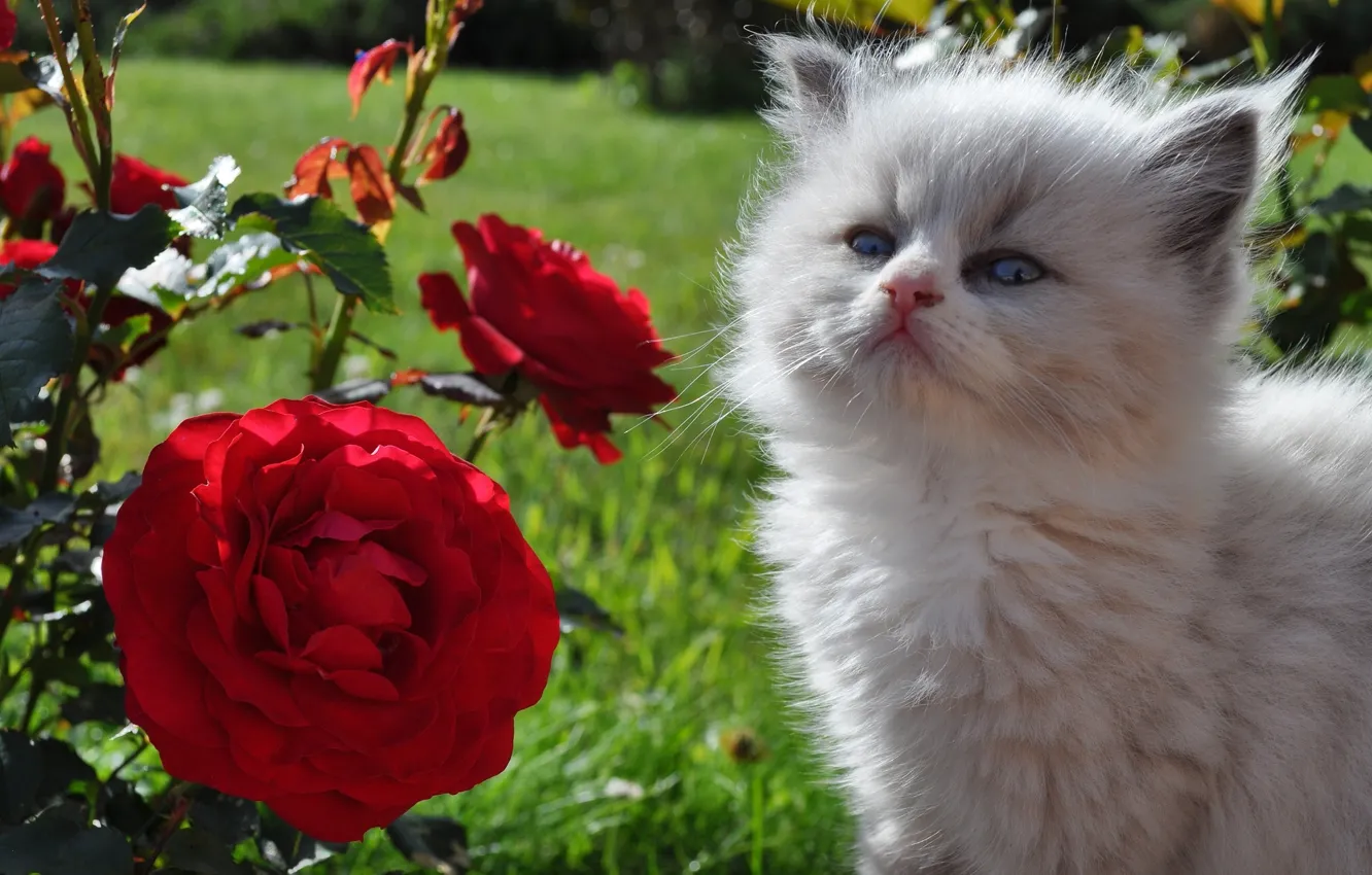 Фото обои цветы, розы, котёнок