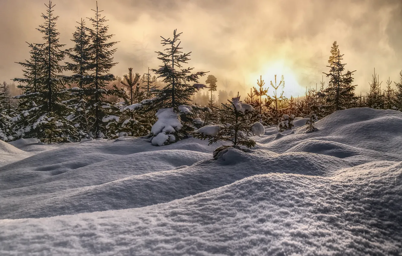 Фото обои зима, лес, снег