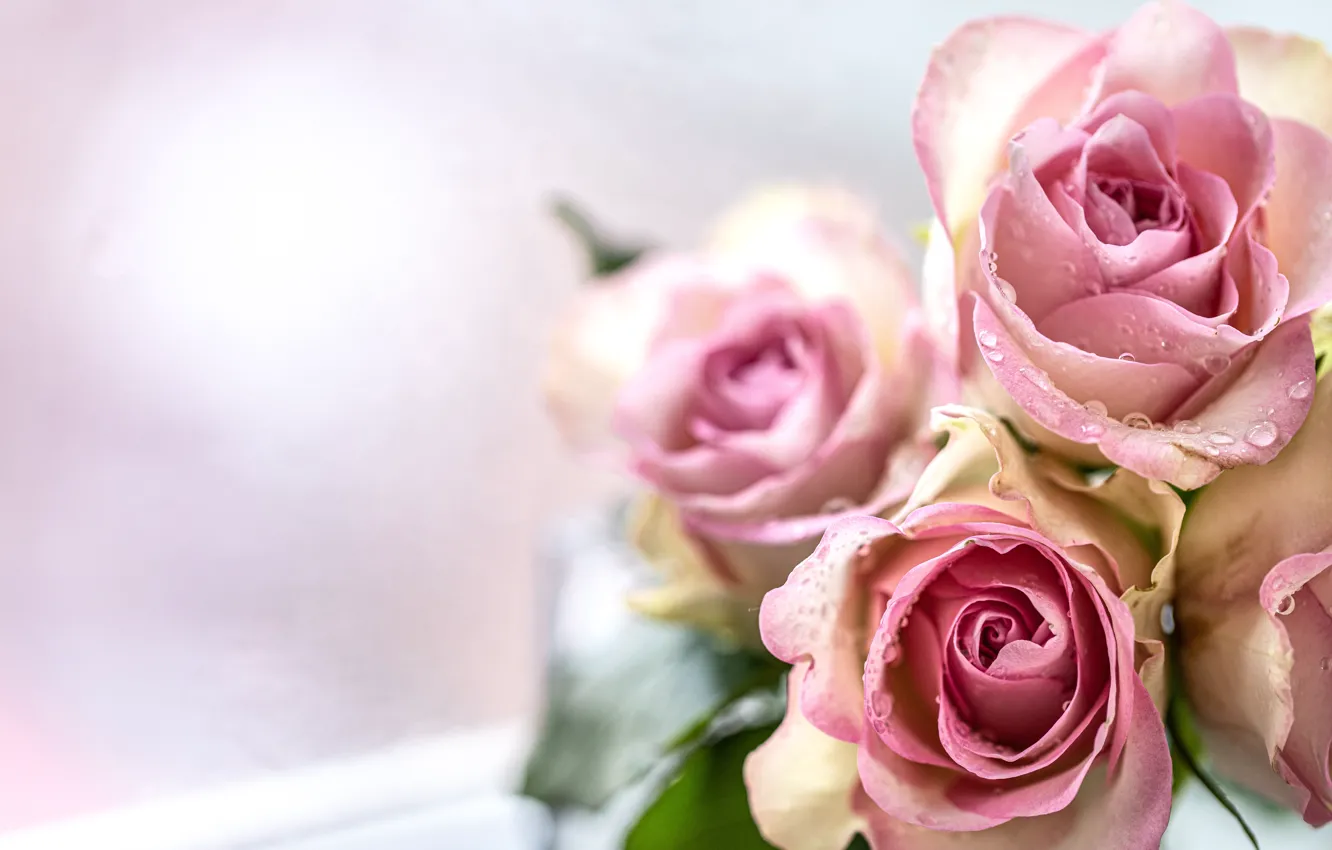 Фото обои капли, розы, букет, воды, розовые, Karina Klachuk