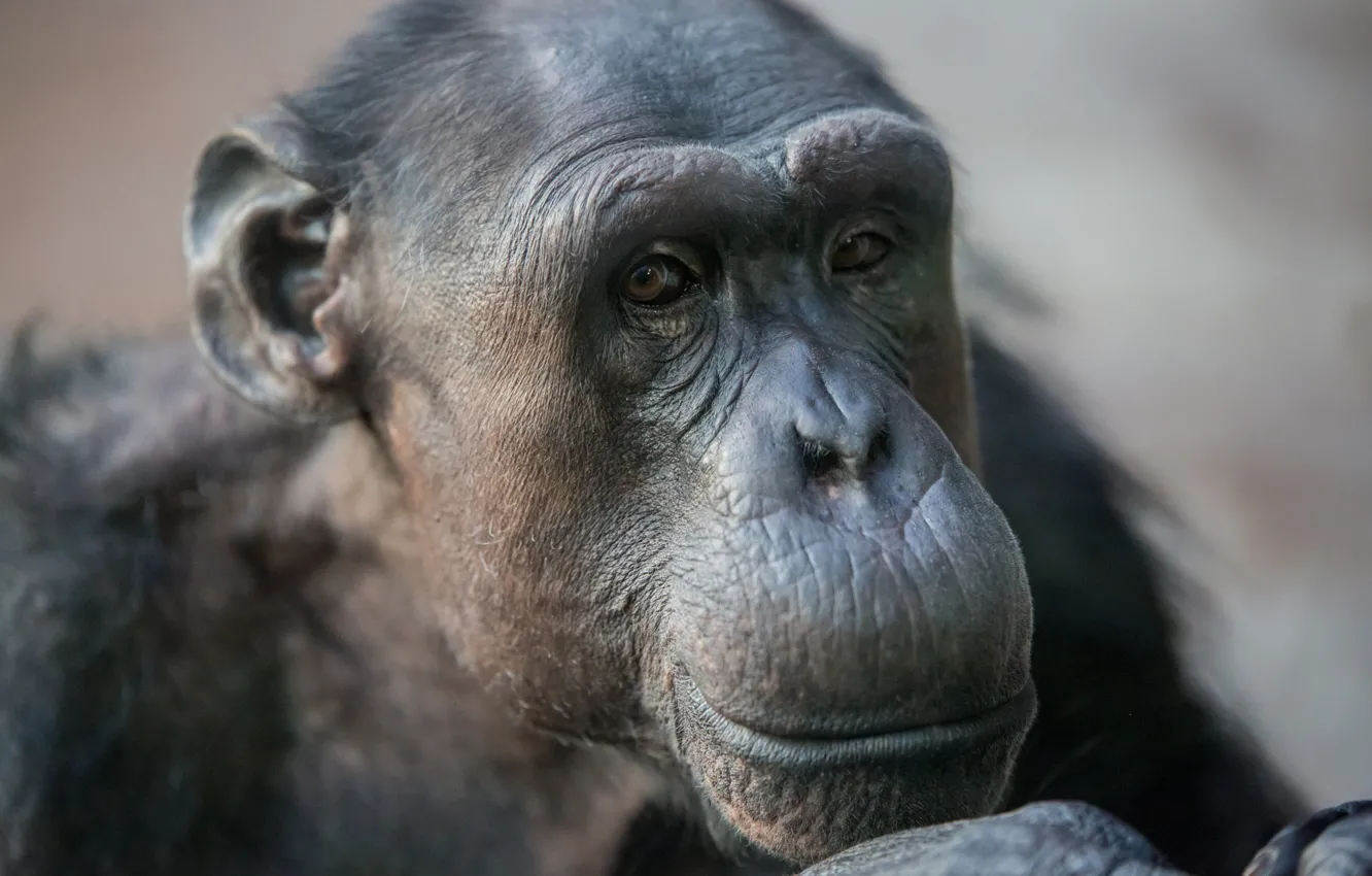 Фото обои взгляд, морда, обезьяна, выражение, шимпанзе, примат