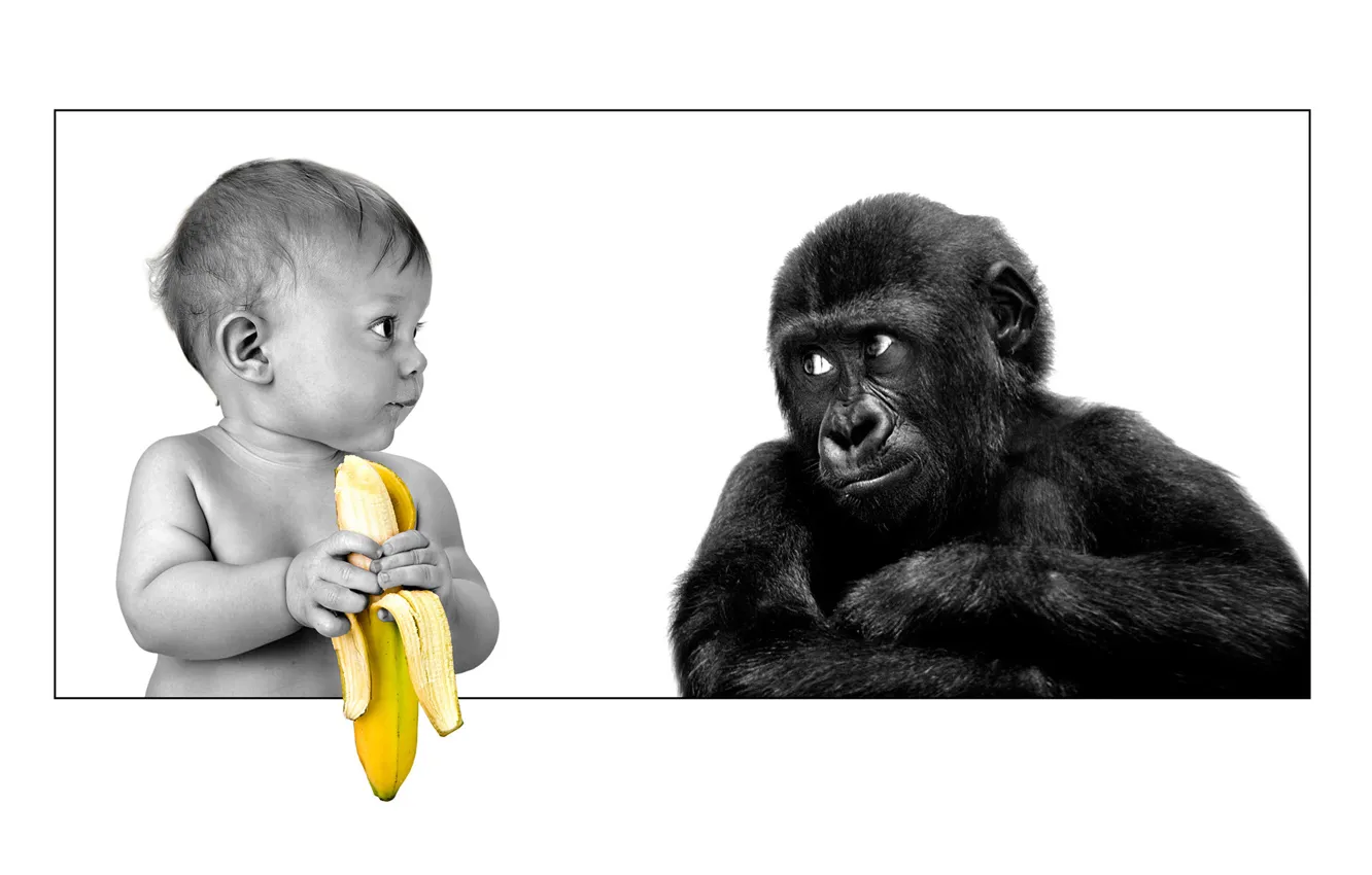 Фото обои friendship, gorilla, banana, the person
