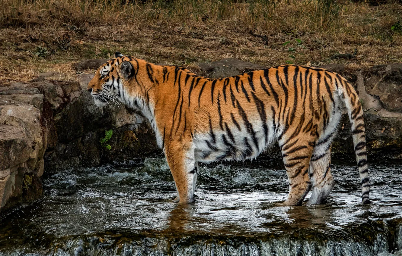 Фото обои кошка, трава, природа, тигр, мокрый, поза, камни, водопад
