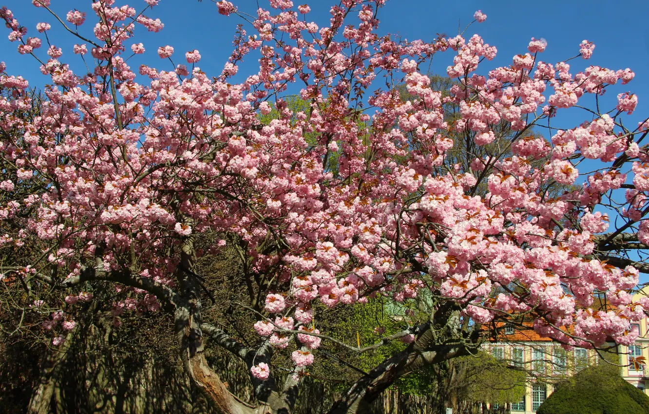 Фото обои flower, pink, tree, spring, twigs, blooming