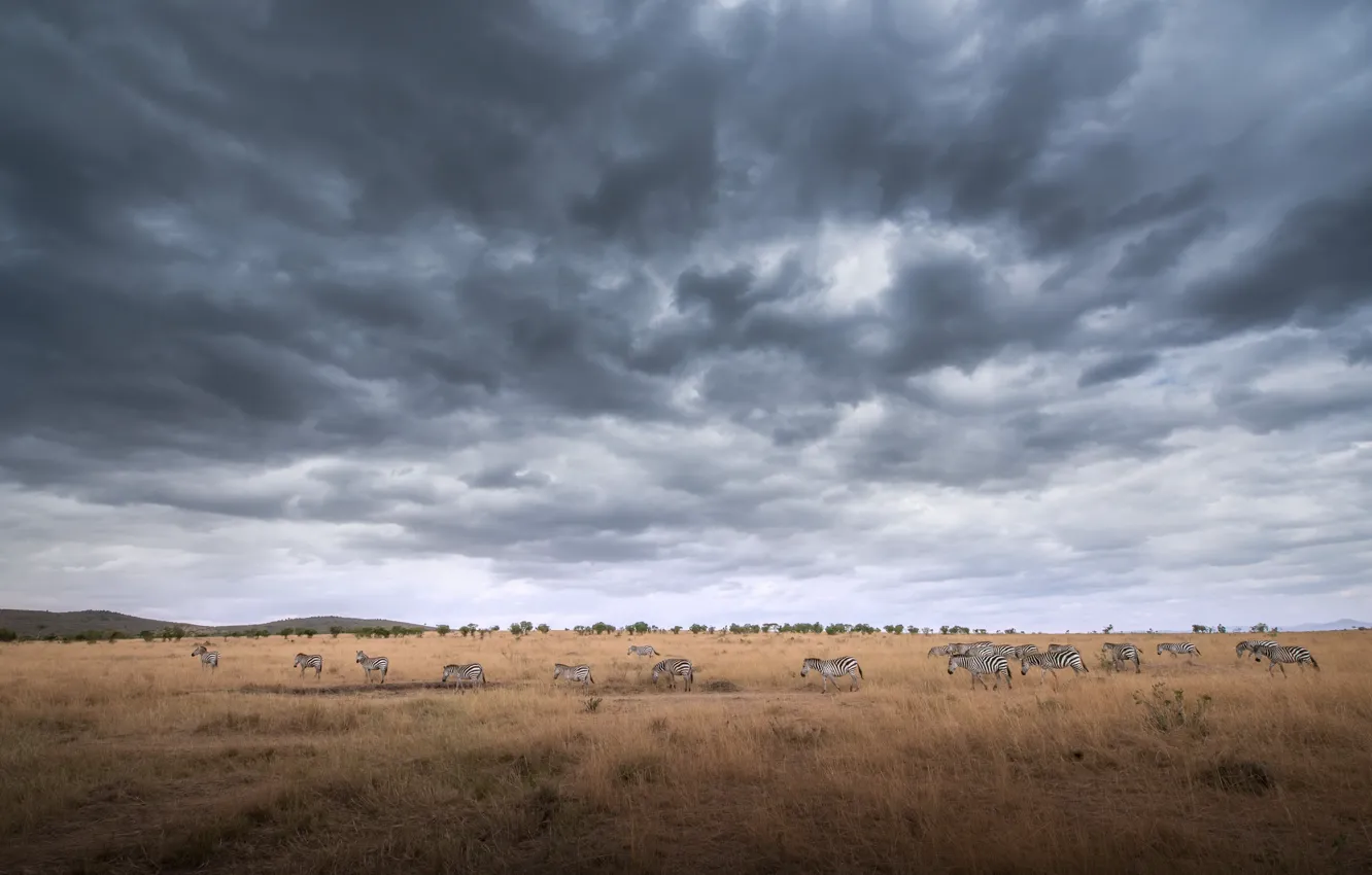 Фото обои поле, природа, зебры