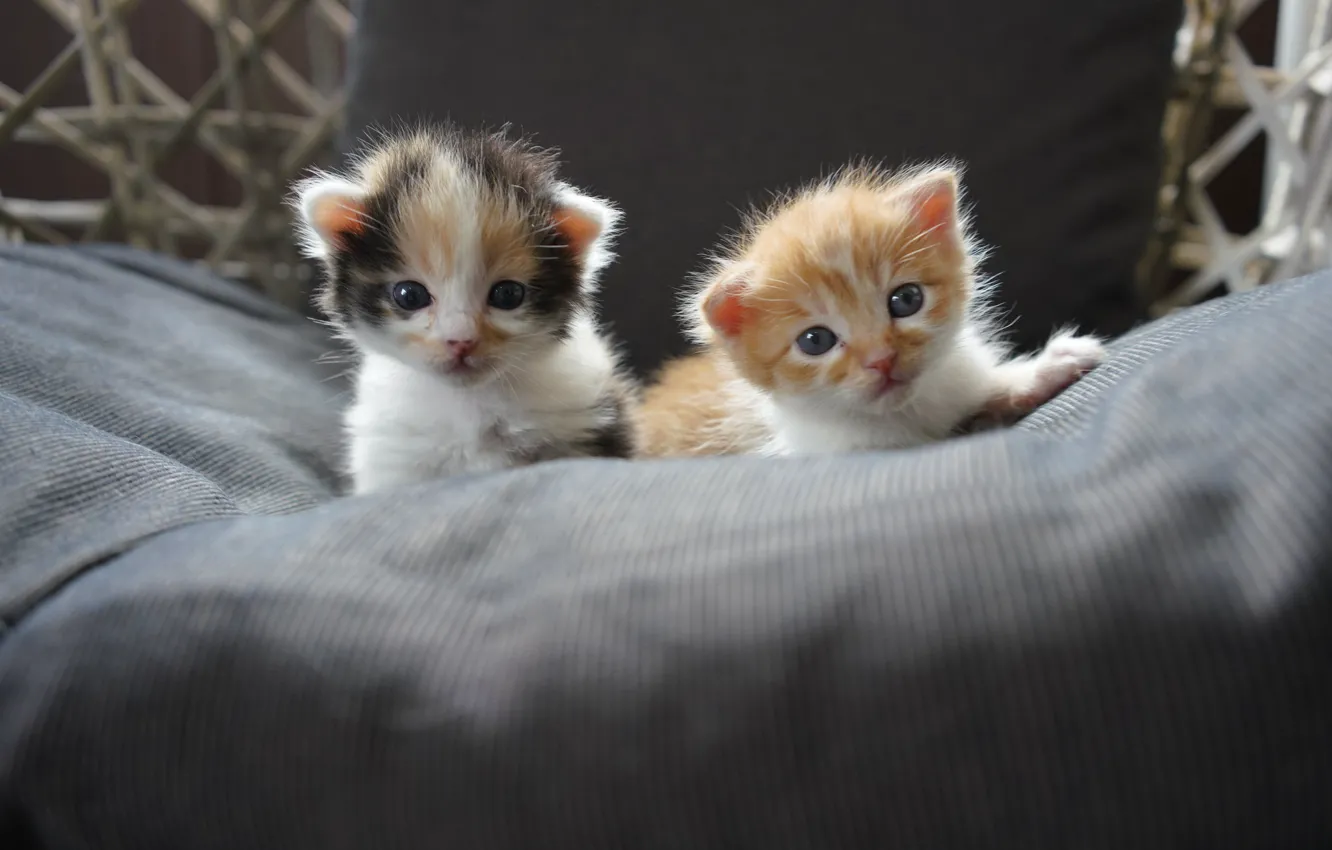 Фото обои котята, малыши, парочка, два котёнка