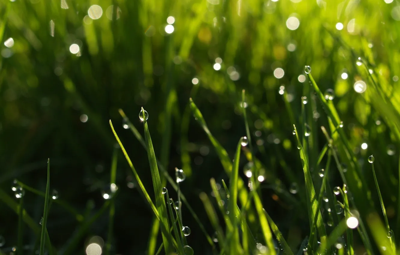 Фото обои зелень, трава, вода, капли, макро, природа, роса, фон