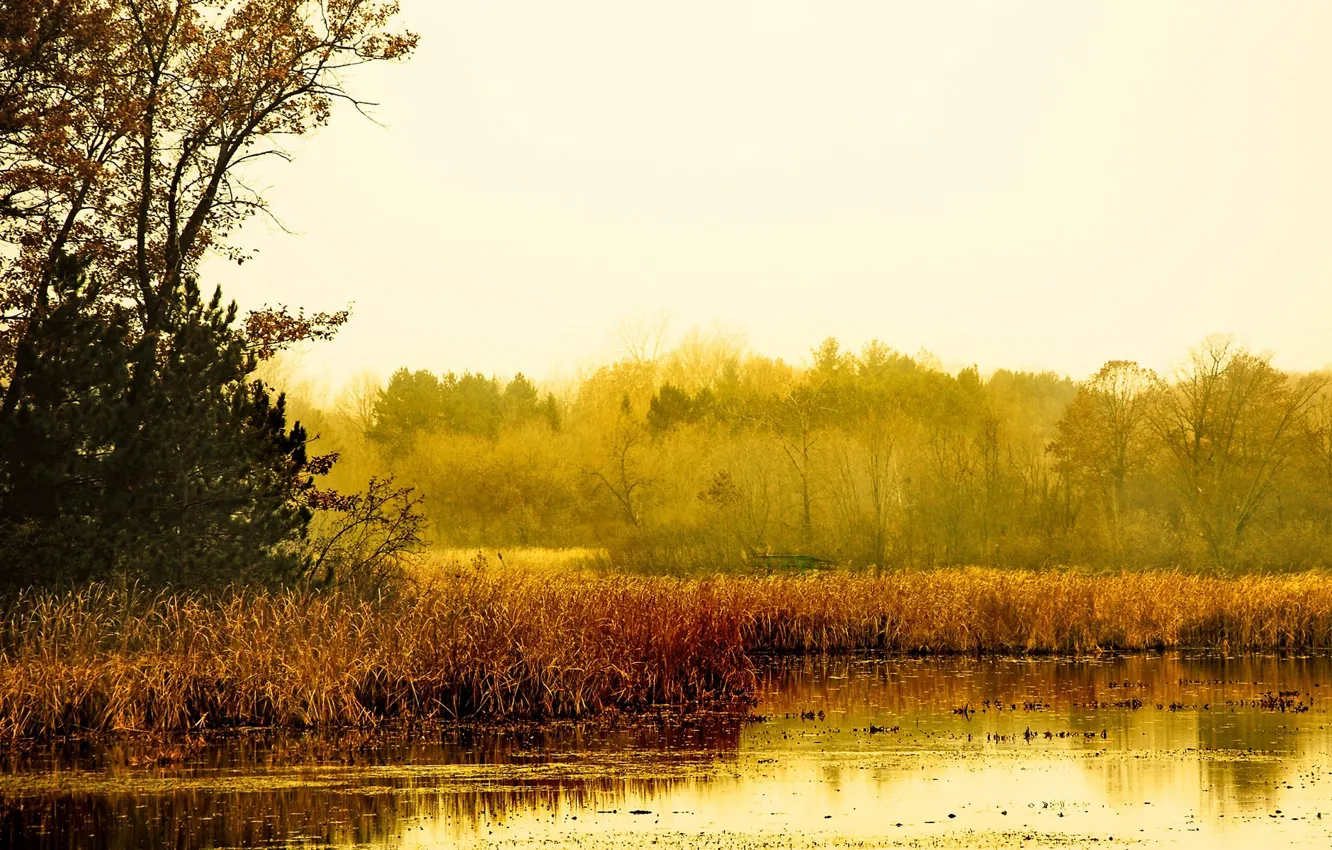 Фото обои осень, небо, трава, озеро, дерево